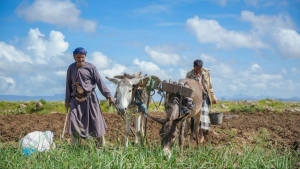 اليمن: 593 ألف أسرة زراعية بحاجة إلى مساعدات طارئة في الأشهر المقبلة