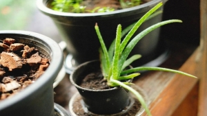 صحة: نبتة منزلية شائعة قد تكون مفتاح مكافحة ألزهايمر